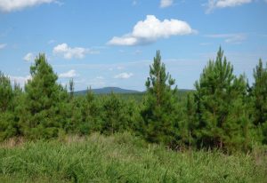 Gladstone: Buck Mountain Lane Homesite